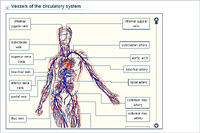 Vessels of the circulatory system