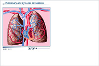 Pulmonary and systemic circulations