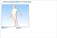 Influence of physical effort on the human body