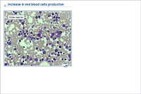 Increase in red blood cells production