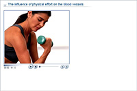 The influence of physical effort on the blood vessels