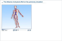 The influence of physical effort on the pulmonary circulation