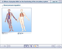 Effects of physical effort on the functioning of the circulatory system