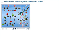The structure and functions of proteins; carbohydrates and fats