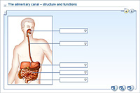 The alimentary canal – structure and functions