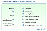 The buccal cavity – ingestion and mechanical breakdown of food
