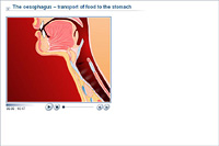 The oesophagus – transport of food to the stomach