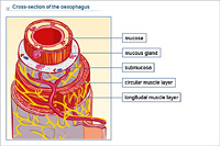 Cross-section of the oesophagus