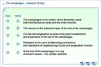 The oesophagus – transport of food