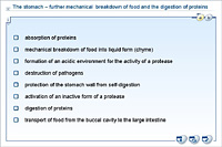 The stomach – further mechanical  breakdown of food and the digestion of proteins