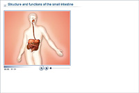 Structure and functions of the small intestine