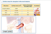 Surface areas for absorption in the small intestine