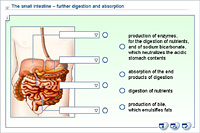 The small intestine – further digestion and absorption