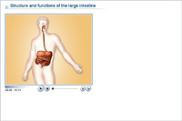 Structure and functions of the large intestine