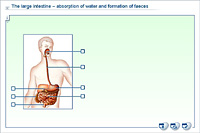 The large intestine – absorption of water and formation of faeces