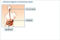 Mechanical digestion in the alimentary system