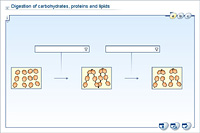 Digestion of carbohydrates; proteins and lipids