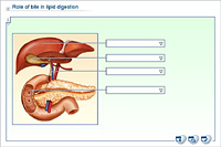 Role of bile in lipid digestion