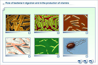 Role of bacteria in digestion and in the production of vitamins