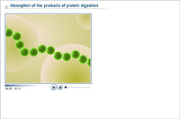 Absorption of the products of protein digestion