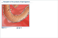 Absorption of the products of lipid digestion