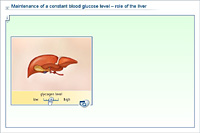 Maintenance of a constant blood glucose level – role of the liver