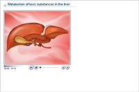 Metabolism of toxic substances in the liver