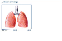 Structure of the lungs