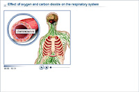 Effect of oxygen and carbon dioxide on the respiratory system