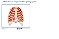 Effect of muscle receptors on the respiratory system
