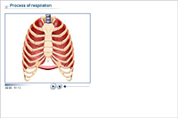 Process of respiration