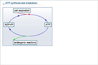 ATP synthesis and breakdown