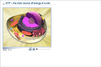 ATP – the main source of energy in a cell