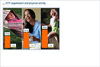 ATP requirement and physical activity