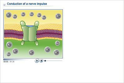 Biology - Lower Secondary - YDP - Animation - Conduction of a nerve impulse