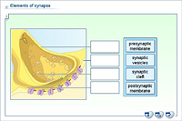 Elements of synapse