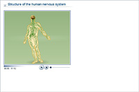 Structure of the human nervous system