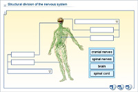 Structural division of the nervous system