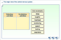 The major role of the central nervous system