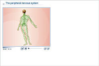 The peripheral nervous system