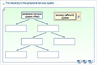 The hierarchy in the peripheral nervous system