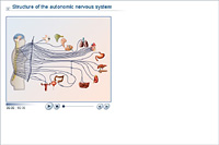 Structure of the autonomic nervous system