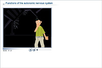 Functions of the autonomic nervous system
