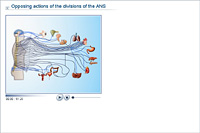 Opposing actions of the divisions of the ANS