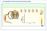 The integration of a nerve impulse in the nervous system
