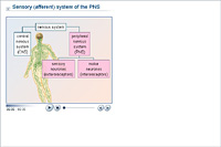 Sensory (afferent) system of the PNS