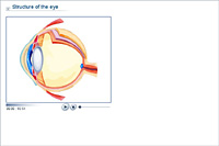 Structure of the eye