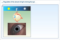 Regulation of the amount of light entering the eye