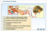 The mechanism of hearing