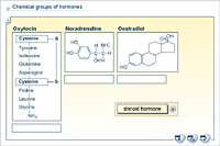 Chemical groups of hormones